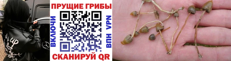 Галлюциногенные грибы MAGIC MUSHROOMS где найти Тотьма